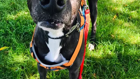 Black and white dog standing on grass looking up and wearing an orange harness with red lead attached
